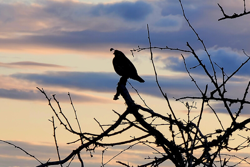 Image of a Quail in branches against a dimly lit sky