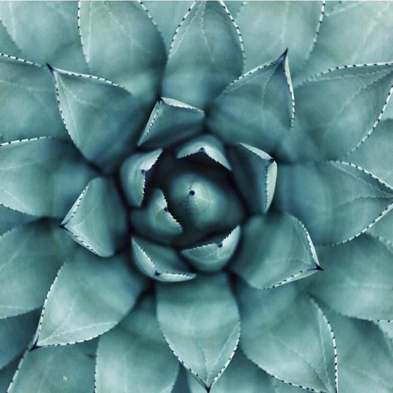 Image of the center of a succulent