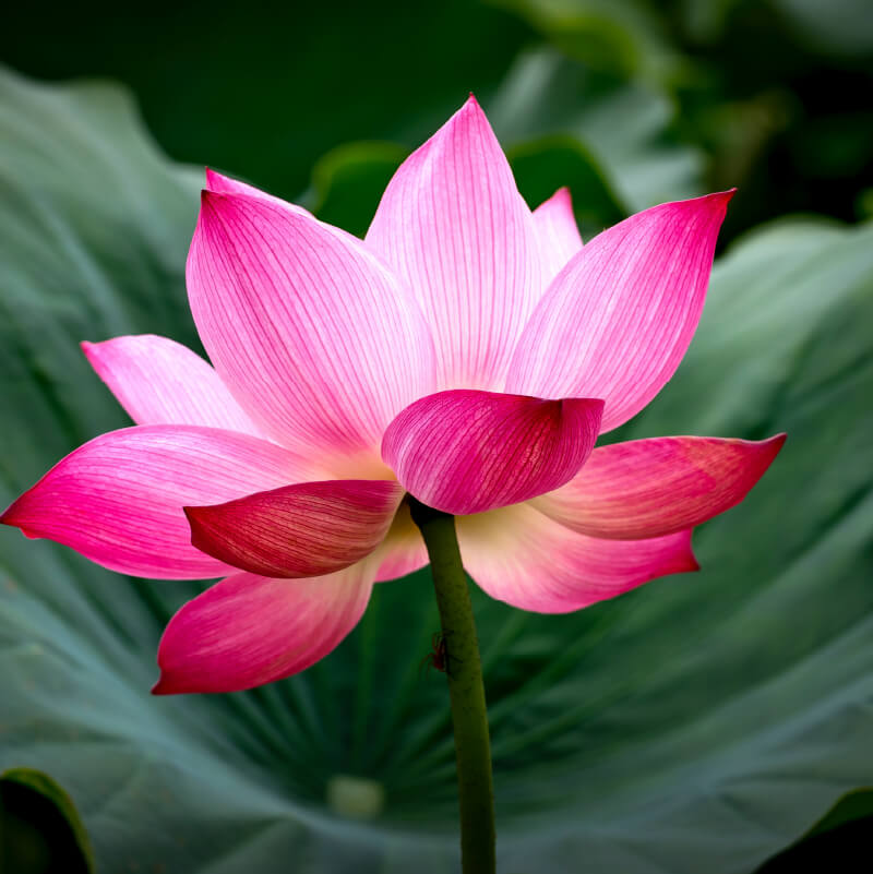 Open Mouth Pink Bonsai Lotus flower